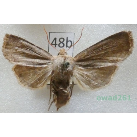 Conistra vaccinii (Linnaeus, 1761) Czech48b